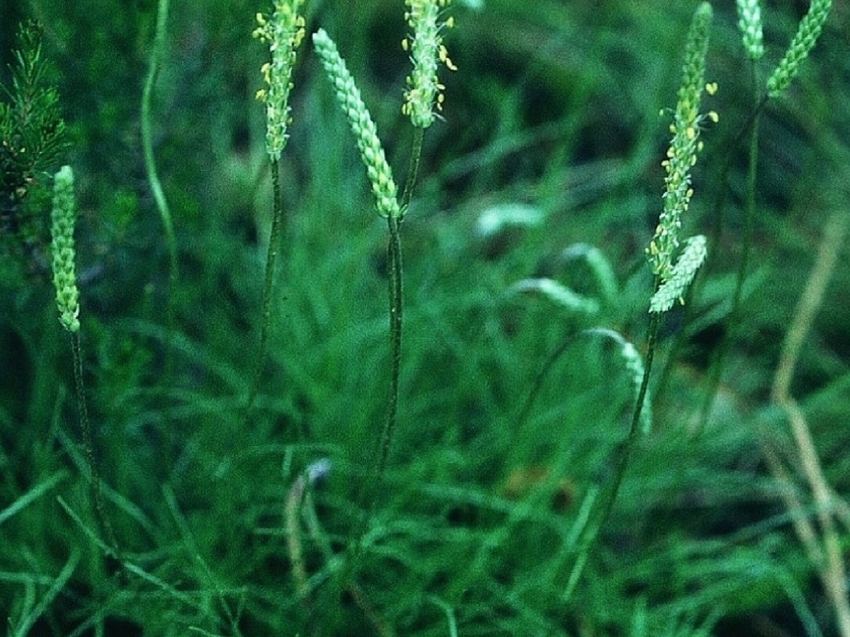 Plantago holosteum (Plantaginaceae)